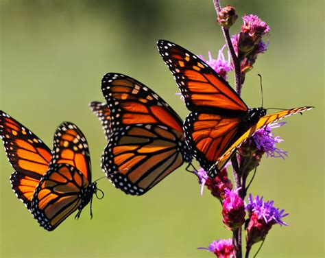 all of nature monarch butterflies start migration