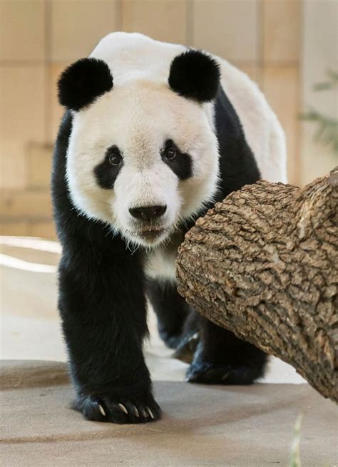 Vienna Zoo Gets Male Panda As Partner For Longtime Resident