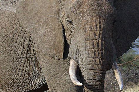 The Economics Of Illegal Ivory Pacific Standard