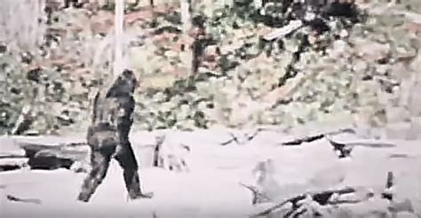 Video Is This Stabilized And Remastered Clip Of The Patterson Gimlin
