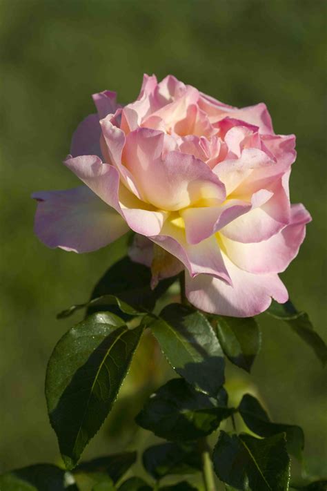 Peace Rose 3ft Standard Hello Hello Plants And Garden Supplies