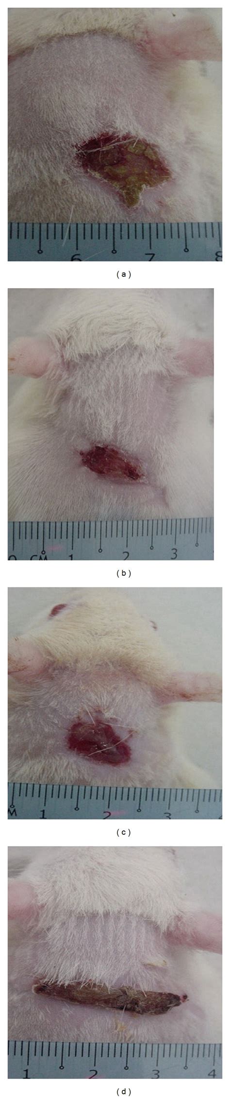 Macroscopic Appearance Of The Wounds On Day 10 After Surgery In