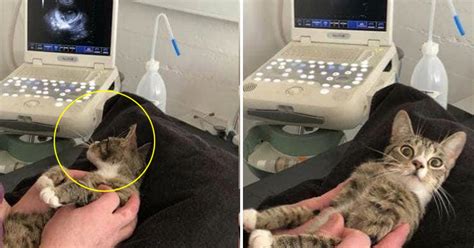 Cat Gives Surprising Reaction When Goes For An Ultrasound And Finds She