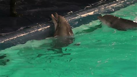 het dolfinarium harderwijk dolfijnen youtube