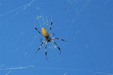 Florida Tree Spider Photograph By Robert Vanderwal Pixels
