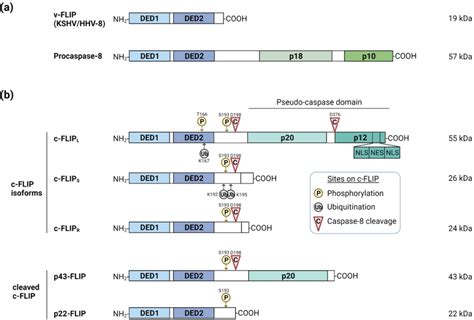 Figure From Interaction Between The Hepatitis B Virus And Cellular