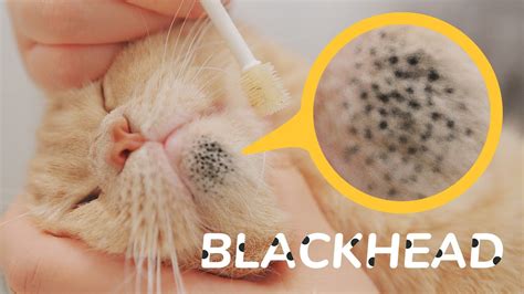 Cleaning Cats Blackhead My Secret Weapon For Cat Acne No One Has