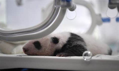 Two Pairs Of Panda Twins Reach One Month Old In Chongqing Global Times