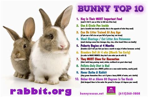 Pin By Tan2914 On Bunny Facts And Fun In 2020 Litter