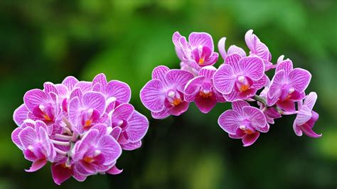 Download Wallpapers Orchids Exotic Pink Orchid For Desktop With