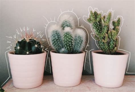 Cute Potted Plants Home Decor Ideas Plant Aesthetic Cactus Plants