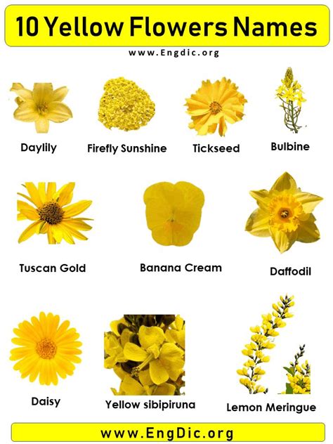 10 Yellow Flowers Names With Pictures Yellow Flowers Names Small