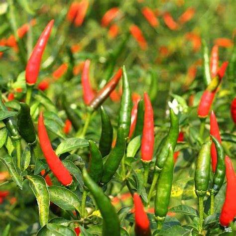 Chile de árbol means tree chili in spanish, a name which refers to the woody stem of the pepper. Pepper 'Chile de Arbol' — Green Acres Nursery & Supply