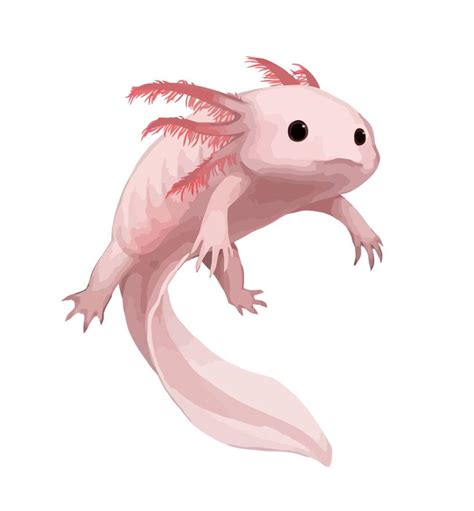 Image Result For Axolotl Cute Animal Drawings Axolotl Animal Drawings
