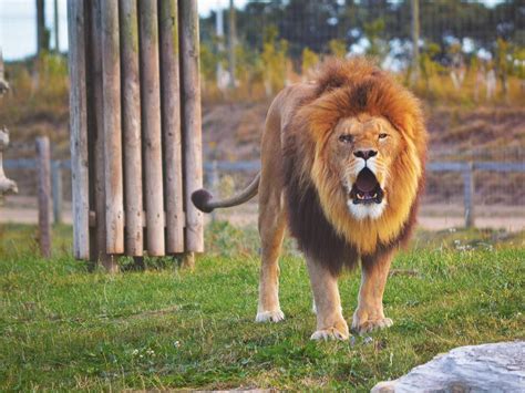 35 Fascinating Facts About Lions Always Pets