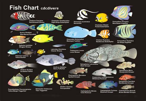 Freshwater fish of southeast asia. Scuba Diving in Malaysia - Fish Identification