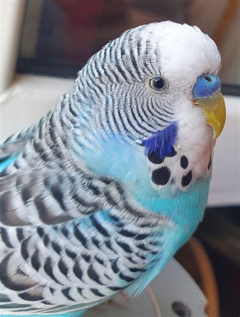 Hello Does He Have An Overgrown Beak Or Is This Normal Rbudgies