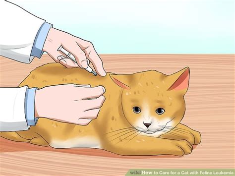 How To Care For A Cat With Feline Leukemia With Pictures