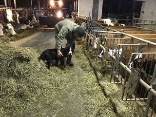 Beschützer hunde für haus, hof und familie. Rinderhaltung - Tierische Freundschafen - der Hofhund ...