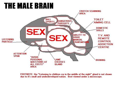 Male And Female Brains Pics D D Jokes Etc Nigeria