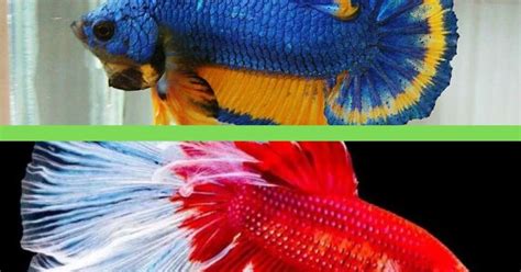 101 Betta Fish Names For All Types