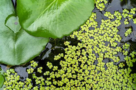 The Humble Duckweed Proves To Be An Evolutionary Marvel Of Plant Organ