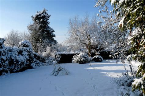 So müssen im winter immergrüne gewächse von der schneelast befreit werden. Mein Winter-Garten... Foto & Bild | jahreszeiten, winter ...