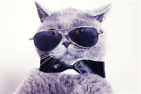 Be A Cool Cat