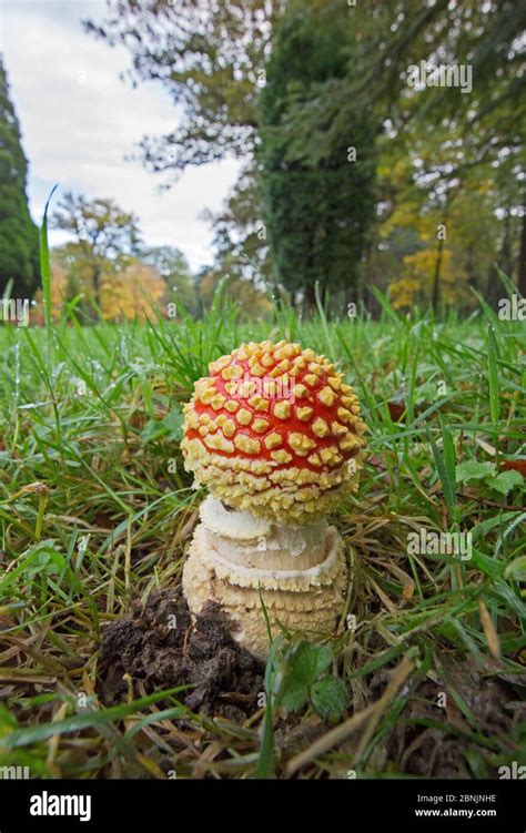 Fly Agaric Amanita Muscaria Just Emerging From Ground Wiltshire UK