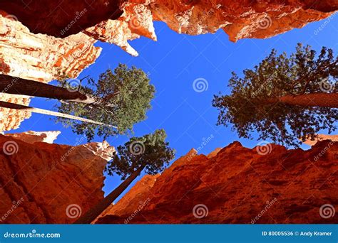 Pine Trees At Bryce Canyon Np Utah Usa Stock Photo Image Of