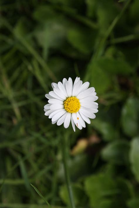 Hd Wallpaper Chamomile Daisy Flower Meadow White Sunny Flower