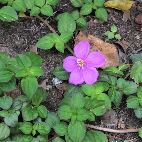 10 Fantastic Ground Cover Plants For Your Garden Dreamley