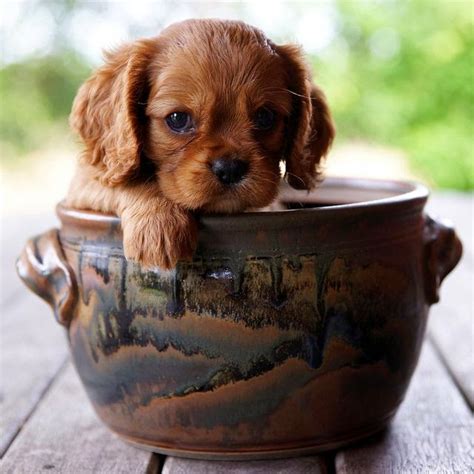 Maybe you would like to learn more about one of these? Cute puppy and dog: Top 5 Sweetest Teacup puppies you have ...