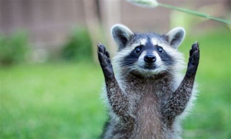 Check spelling or type a new query. 15 Intriguing Animals that Start with the Letter R