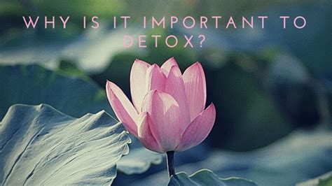 Why Is It Important To Detox