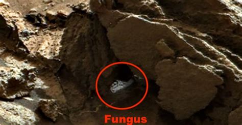 Life On Mars Alien Hunter Claims To Have Discovered Extraterrestrial Fungus On Red Planet