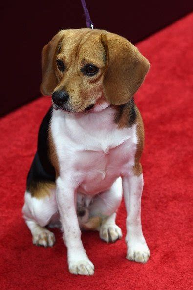 When helen died, i lost everything. What kind of dog did John Wick walk away with? - Quora