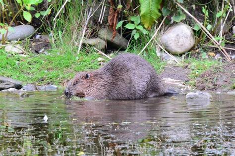 Beavers Are Helping To Restore The Biodiversity To The Perthshire