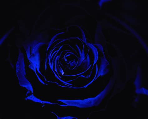 Download Blue Rose Dark Close Up 1280x1024 Wallpaper Standard 54