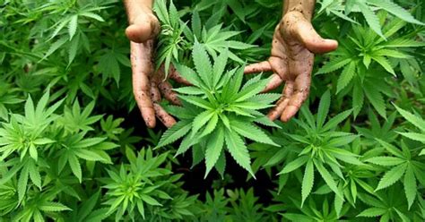 Cannabispflanzen Indoor Plantage Entdeckt Sn At