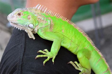 When kept under the proper environmental conditions and fed appropriately, these reptiles can make great pets. Iguana as a Pet: Pros and Cons | Pet Comments