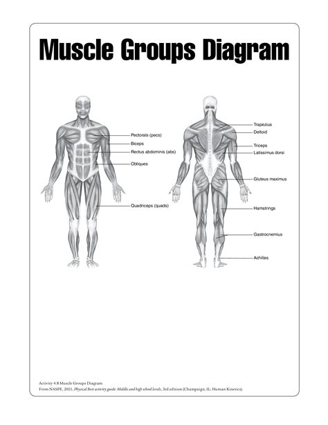 Human Muscle Chart Templates At