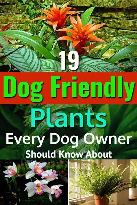 Outdoor Garden Plants Dog Friendly Plants Dog Friendly Backyard Dog