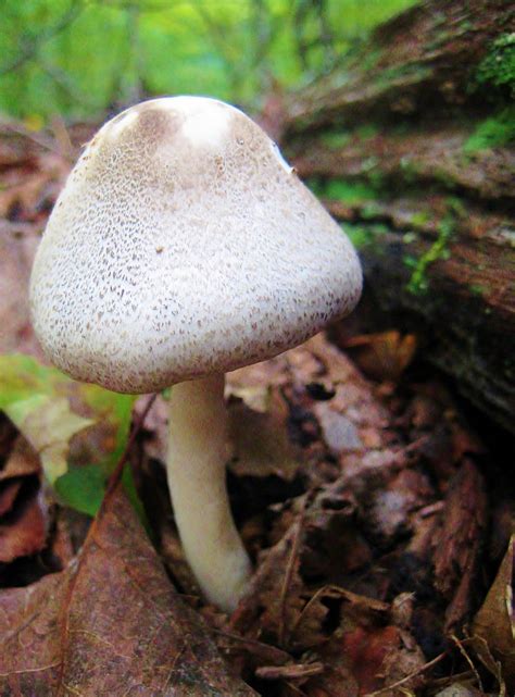 Mushroom In The Woods West Virginia Berkeley Springs Wv Berkeley