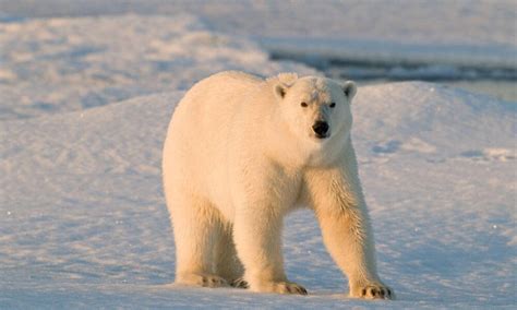 Ten Facts About Polar Bears Blog Posts Wwf