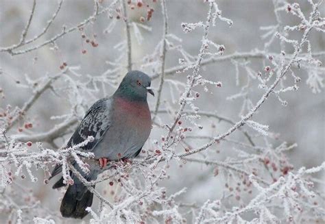 So optimierst du belichtung, kontrast und weißabgleich bei wintermotiven. Winterbilder Tiere Als Hintergrundbild : Die 79+ Besten ...
