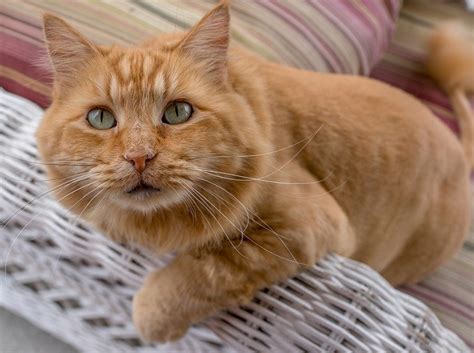 Maybe you would like to learn more about one of these? 12 Orange Cat Breeds (With Pictures) - Excited Cats