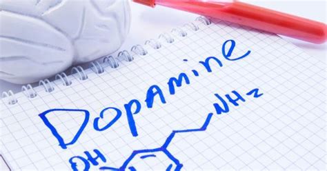 Dopamine Ce Quil Faut Savoir Sur Ce Neurotransmetteur