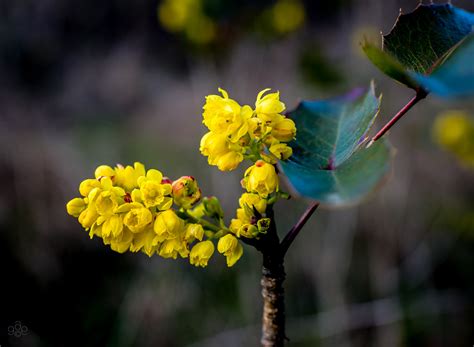 Oregons State Flower Oregon Grape Is A Holly If You E Flickr