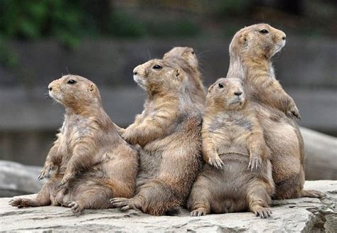 Christianity Is Not Leftwing Prairie Dogs To Be The New
